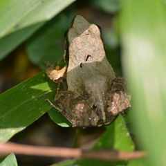 Physalaemus albonotatus