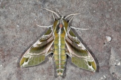 Darapsa versicolor