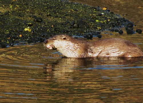 Eurasian Otter