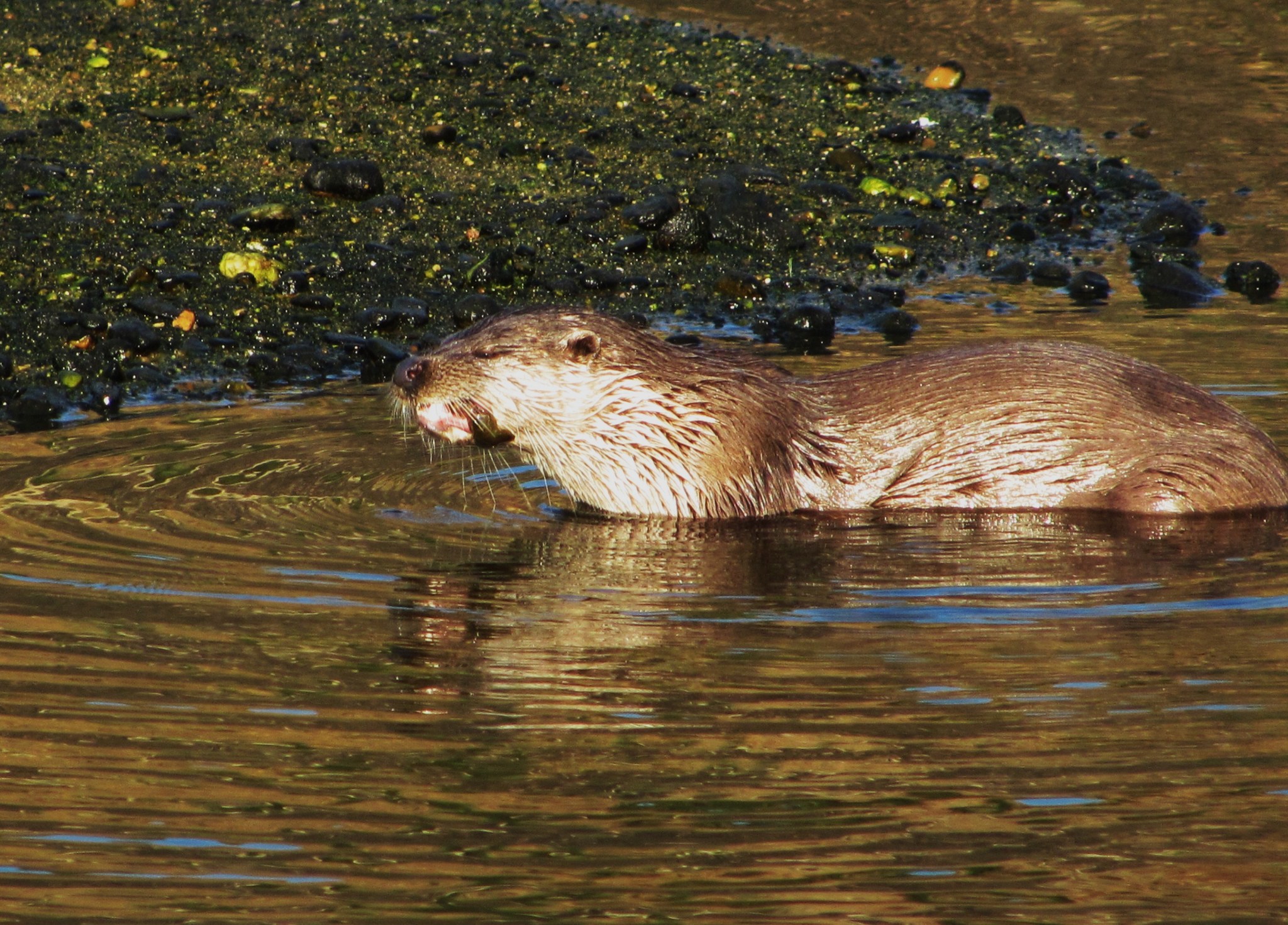 Eurasian Otter (Lutra lutra) · iNaturalist