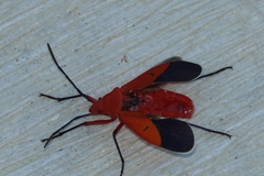 Dysdercus jamaicensis