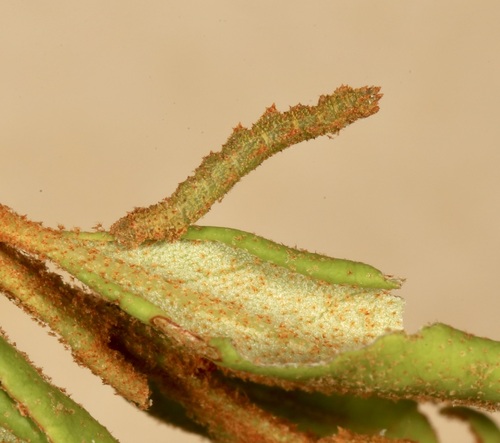 Florida Emerald photo 5