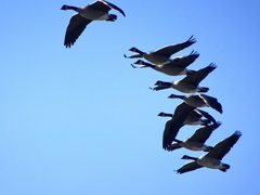 Branta canadensis moffitti