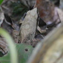 Physalaemus albonotatus