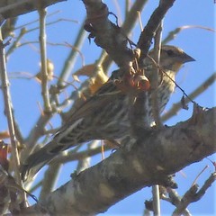 Agelaius phoeniceus