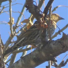 Agelaius phoeniceus