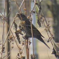 Agelaius phoeniceus