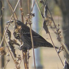 Agelaius phoeniceus