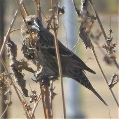 Agelaius phoeniceus