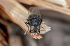 Australophyra rostrata