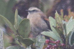 Ochthoeca fumicolor