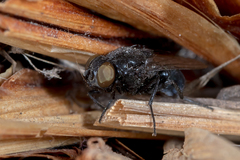 Australophyra rostrata