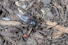 Australophyra rostrata