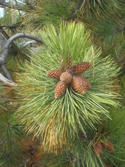 Pinus