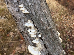 Fungi