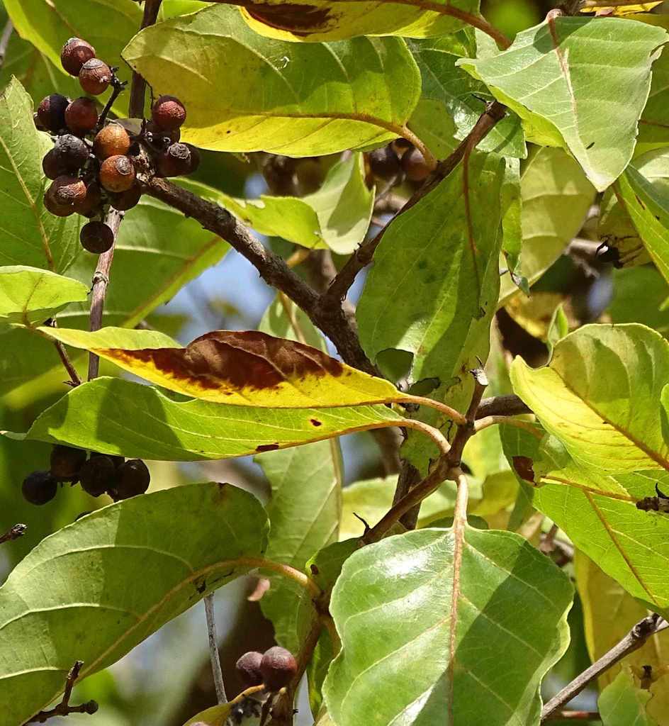 Crossopteryx