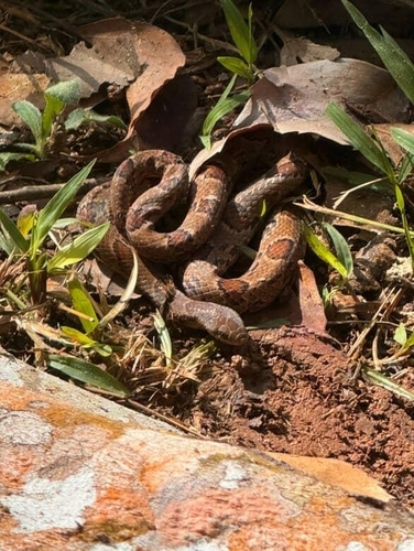 Degenhardt's Scorpion-eating Snake