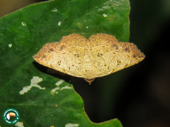 Ectrogatha himerata