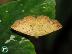 Ectrogatha himerata