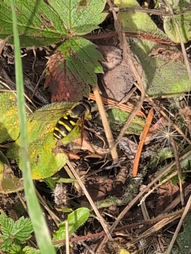 Unknown species found near Galiano Island, BC V0N 0E9, Canada