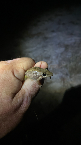 Striped Rocket Frog