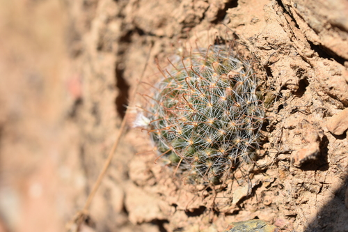 Long hair coctus (Mammillaria crinita)