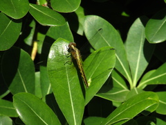 Erythrodiplax melanorubra