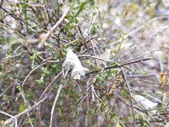 Prostanthera chlorantha