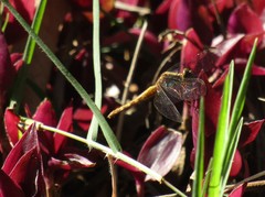 Erythrodiplax melanorubra