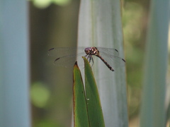 Orthemis ambinigra