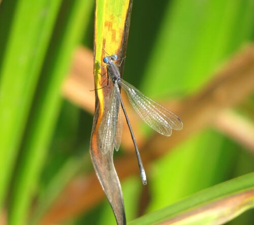 Spotted Spreadwing photo 5