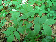 Prosartes lanuginosa
