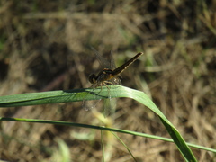 Erythrodiplax melanorubra