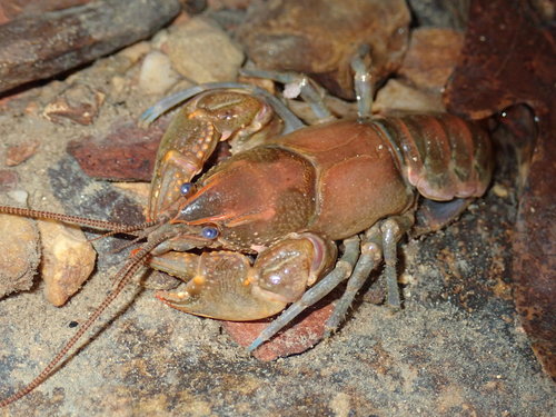 Variable Crayfish (Cambarus latimanus) · iNaturalist