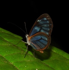Pseudoscada troetschi