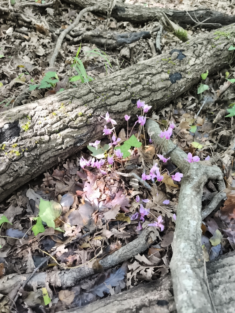 Ivy-leaved cyclamen