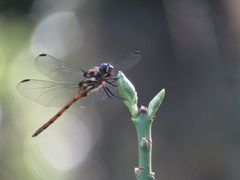 Orthemis ambinigra