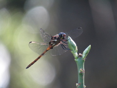 Orthemis ambinigra