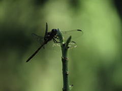 Orthemis ambinigra
