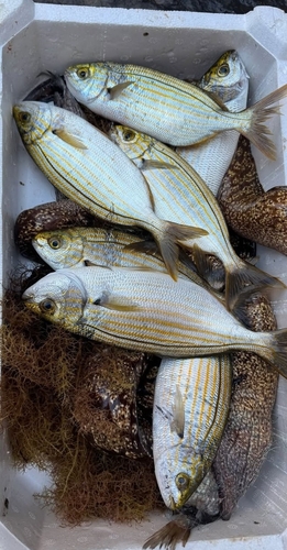 Sarpa salpa