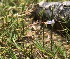Utricularia uliginosa