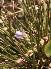 Utricularia uliginosa