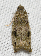Proteoteras implicata