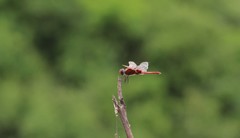 Urothemis assignata