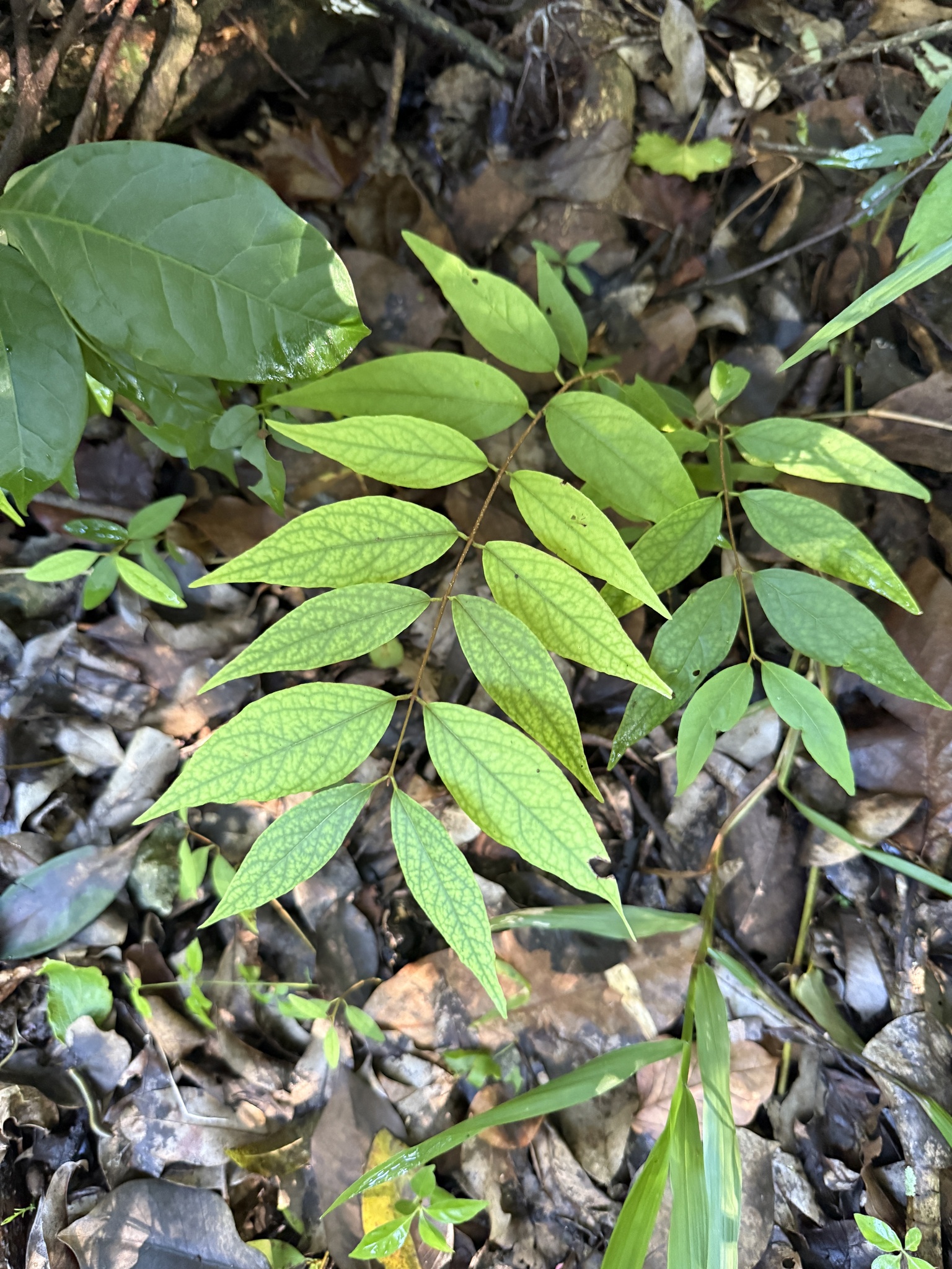 Imagem de Heteropterys brachiata