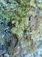 Brachytheciastrum velutinum