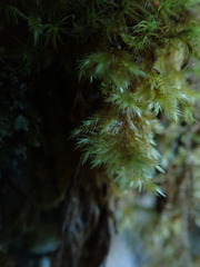 Brachytheciastrum velutinum