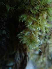 Brachytheciastrum velutinum