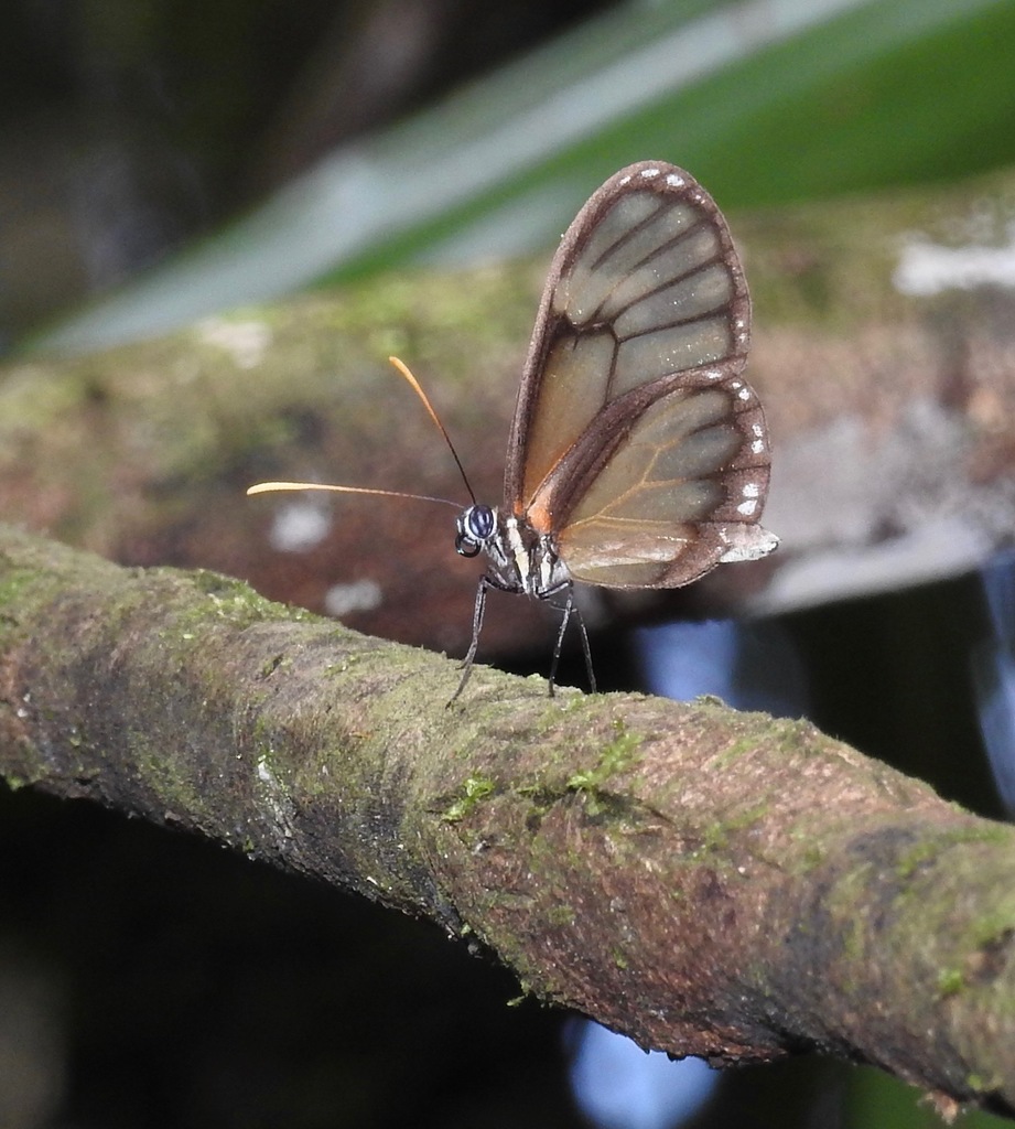 Pteronymia fumida