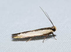 Ardozyga catarrhacta